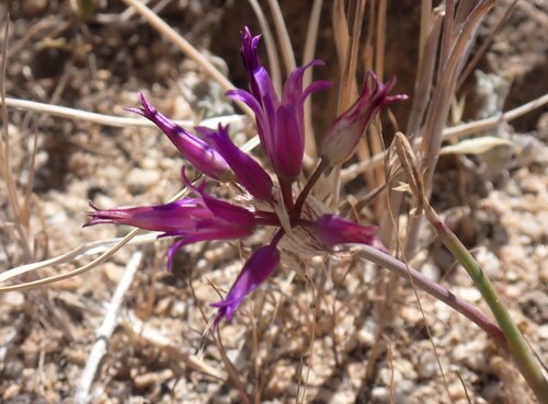 Allium fimbriatum, photograph 5