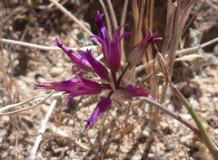 Allium fimbriatum, photograph (c) nmoorhatch, some rights reserved (CC BY)