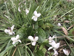 Viola odorata