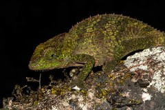 Calumma crypticum