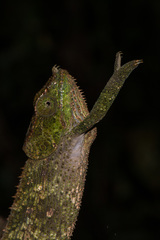 Calumma crypticum