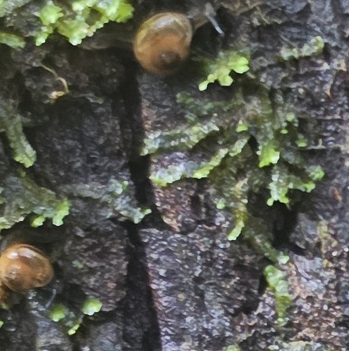 Ovachlamys fulgens observed 2026-04-15