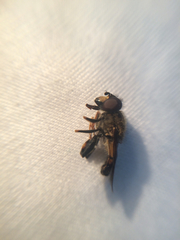 Helophilus antipodus