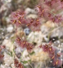 Melinis repens image