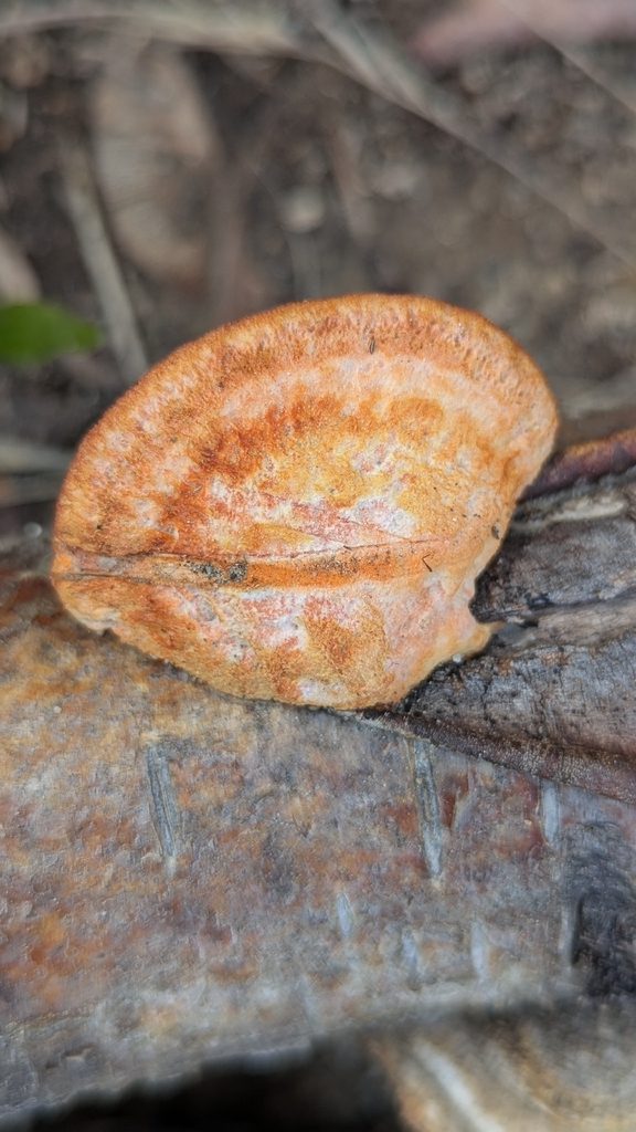 Trametes cinnabarina · April 2026 · photo: © benkeen (iNaturalist, cc0)