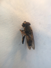 Helophilus antipodus