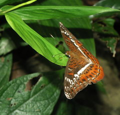 Lebadea martha martha