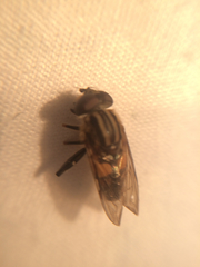 Helophilus antipodus