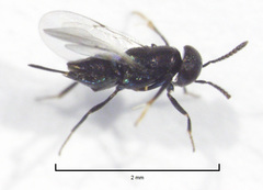 Coccidoctonus dubius