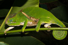 Furcifer balteatus