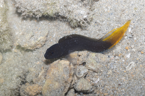 Yellowfin blenny (Enchelyurus flavipes) — Blenniidae