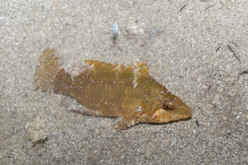 Pteragogus flagellifer observed 2026-04-19