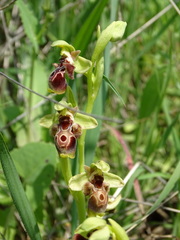 Ophrys umbilicata flavomarginata