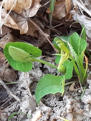 Aristolochia pallida