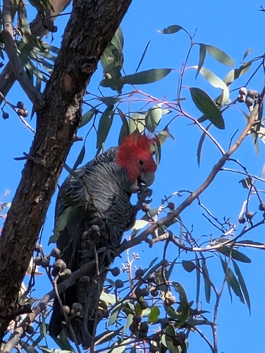 Gang-gang Cockatoo