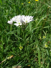 Allium neapolitanum