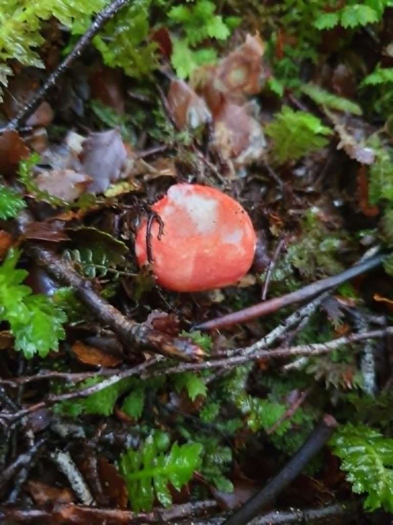 Russula kermesina · April 2026 · photo: © samlasham (iNaturalist, cc0)