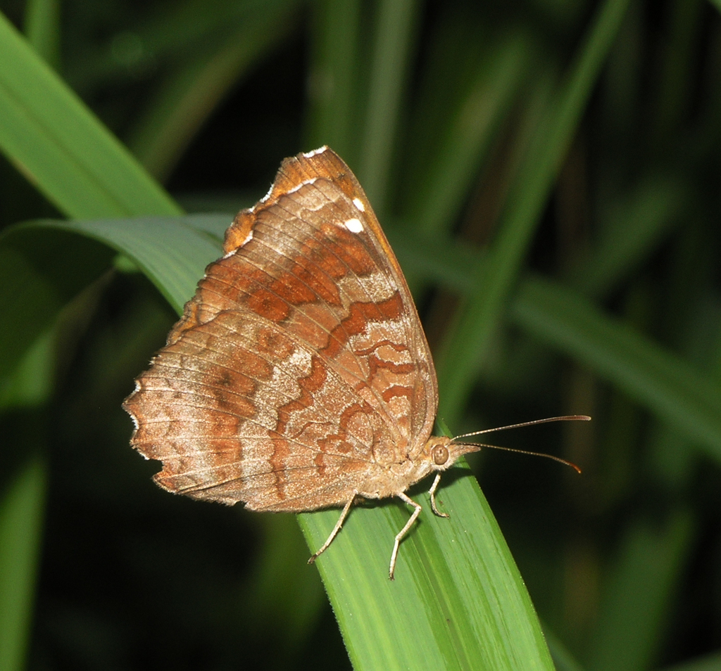 Common Castor