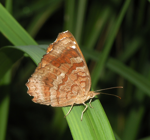 Common Castor