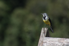 Motacilla flaviventris