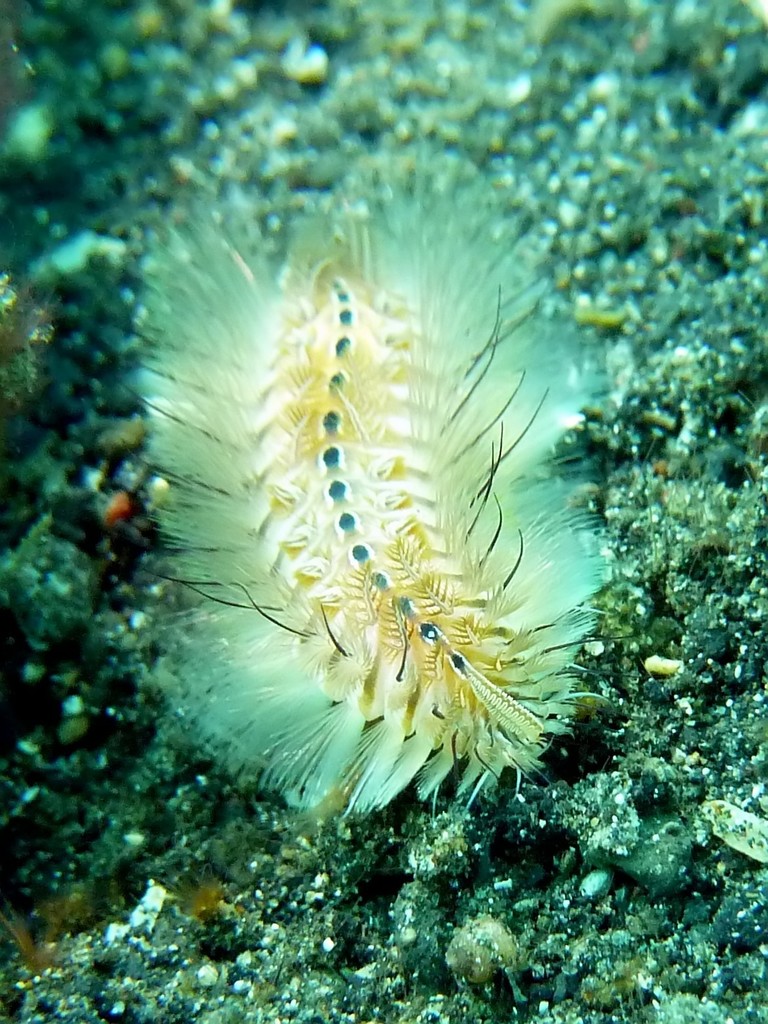 Chloeia amphora