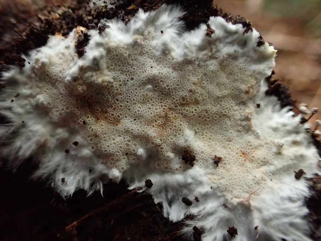 Porotheleum fimbriatum
