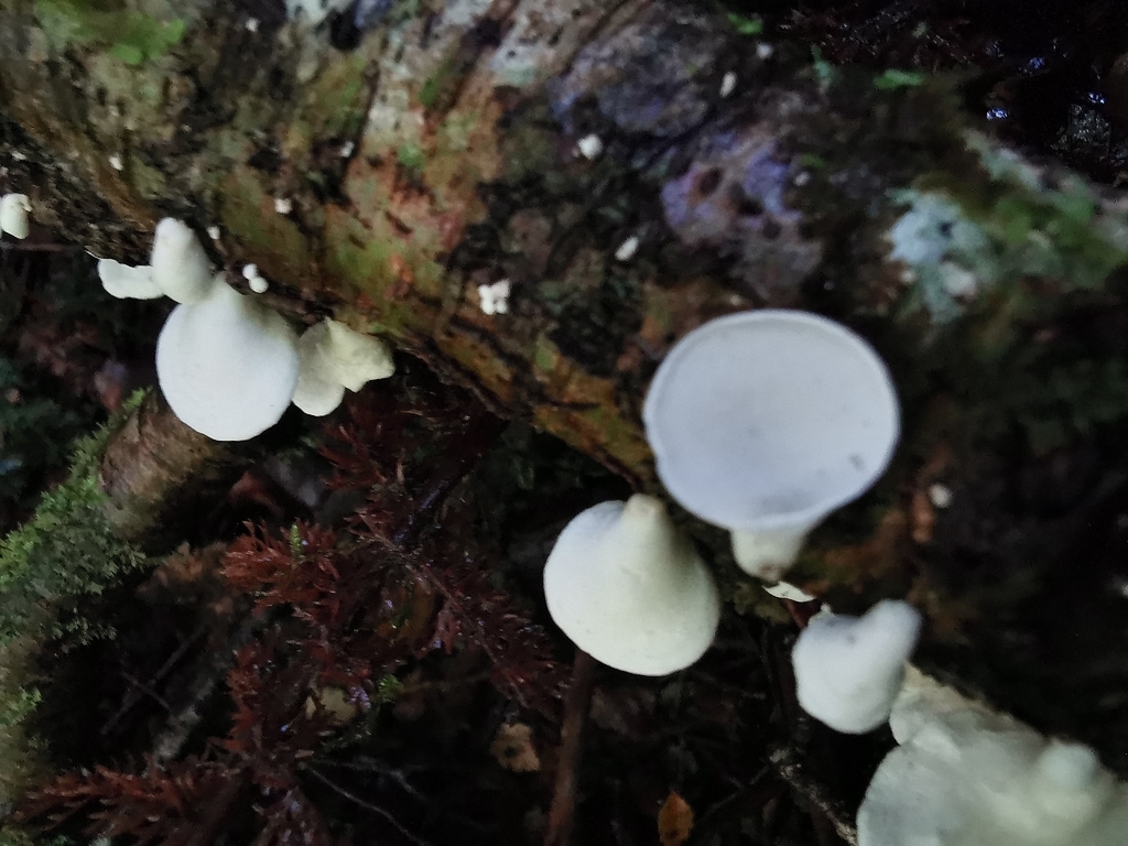 Gloeoporus phlebophorus