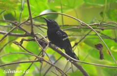 Microrhopias quixensis