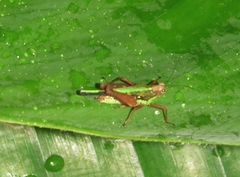 Scaria