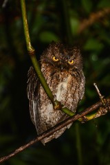 Otus rutilus rutilus