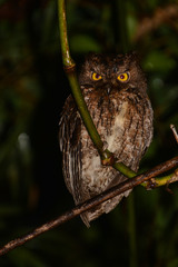 Otus rutilus rutilus