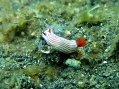 Hypselodoris whitei