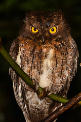 Otus rutilus rutilus
