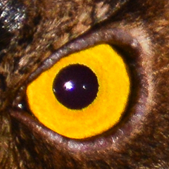 Otus rutilus rutilus