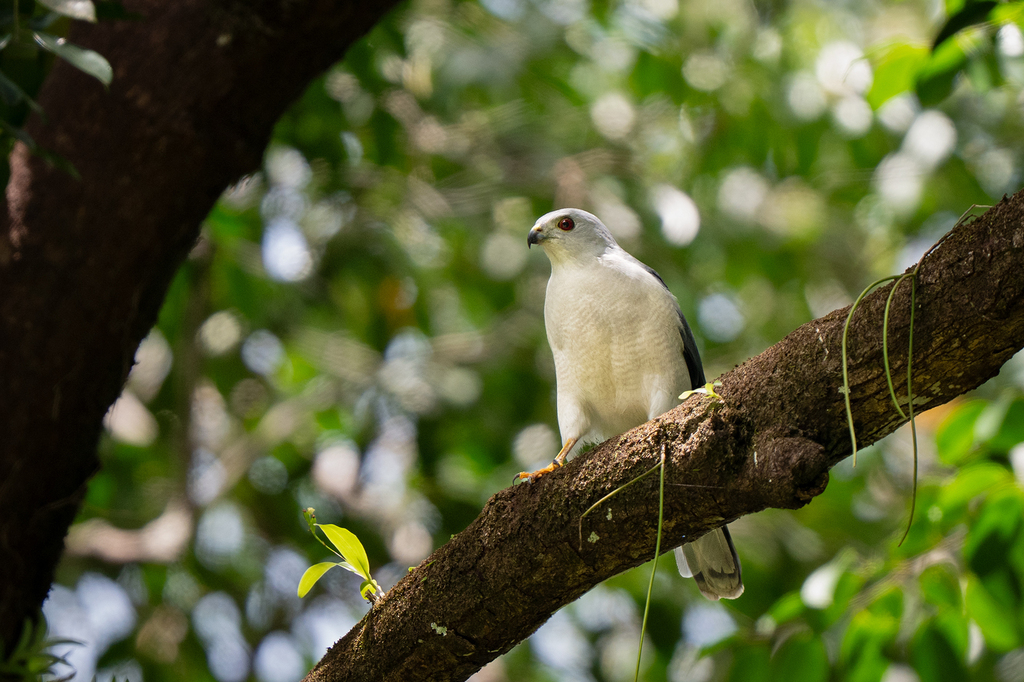 Nicobar Sparrowhawk (Tachyspiza butleri) photo