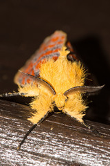 Mpanjaka gentilis