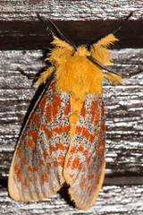 Mpanjaka gentilis