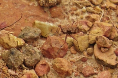 Pentacomia