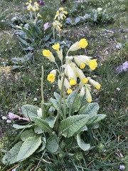 Primula veris