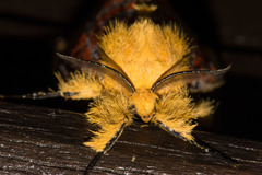 Mpanjaka gentilis