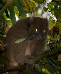 Prolemur simus