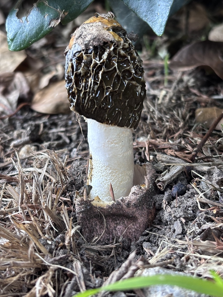 Phallus hadriani · April 2026 · photo: © reago (iNaturalist, cc-by)