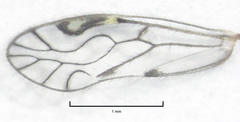Philotarsidae