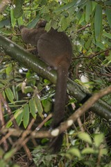 Prolemur simus