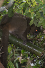 Prolemur simus