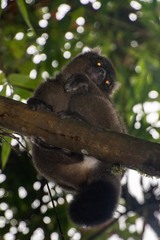 Prolemur simus
