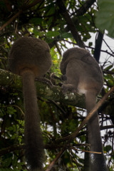 Prolemur simus
