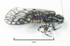 Philotarsidae