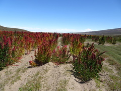 Chenopodium quinoa