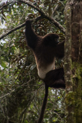 Propithecus edwardsi